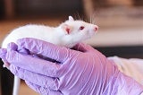 Animal Research Safety - Mouse small