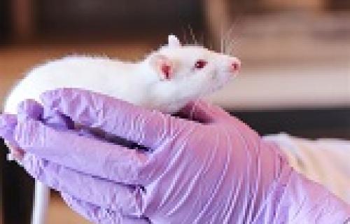 Animal Research Safety - Mouse small