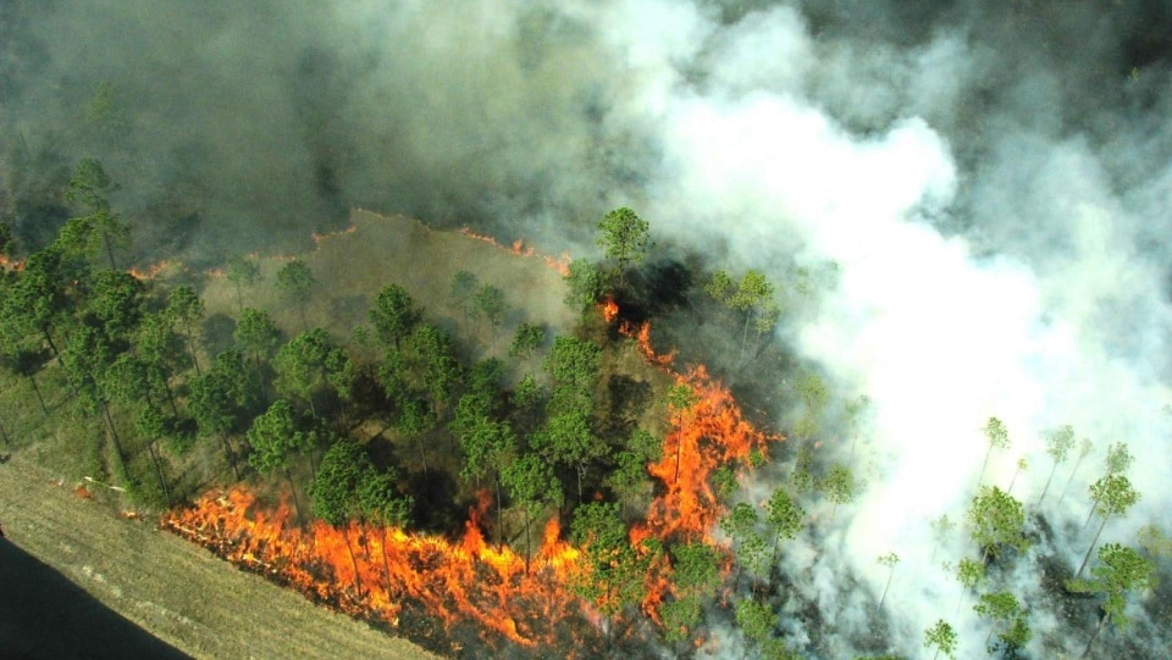 Image of Wildfire