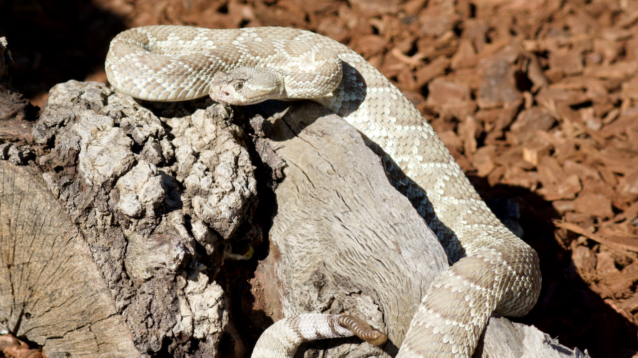 A snake on a log in a desert