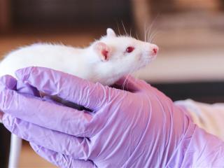 Animal Research Safety - Mouse 